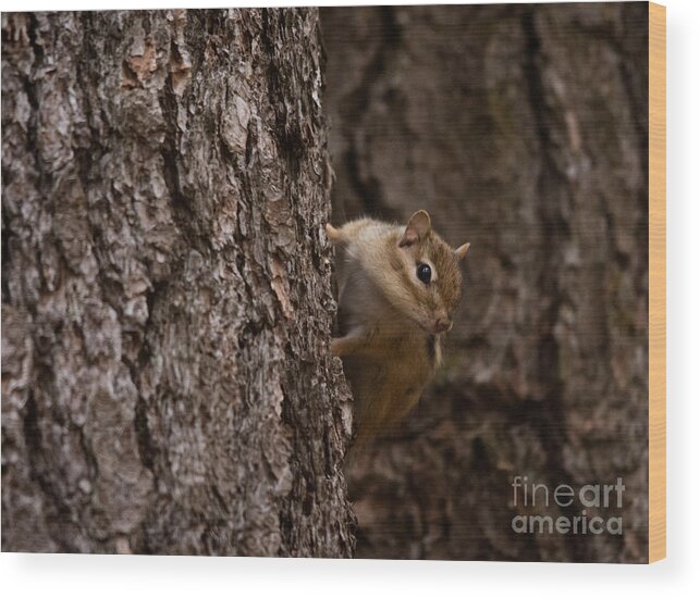  Wood Print featuring the photograph Cheeky Chipmunk #1 by Cheryl Baxter