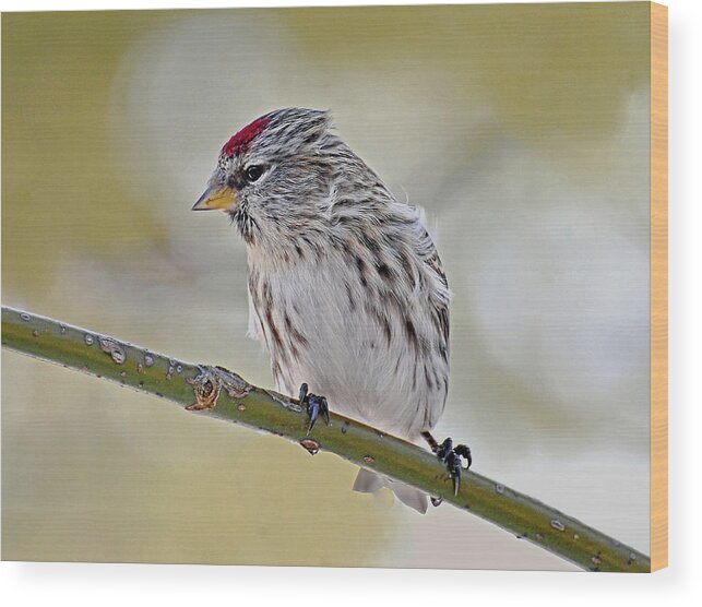 Bird Wood Print featuring the photograph Common Redpoll #1 by Rodney Campbell