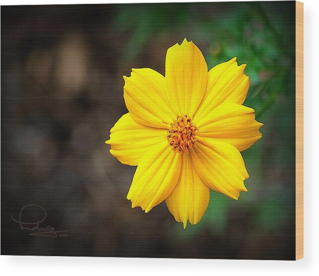 Ludwig Keck Wood Print featuring the photograph Cosmos Flower by Ludwig Keck