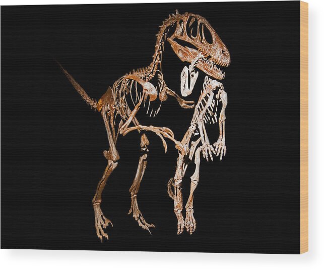 Animal Wood Print featuring the photograph Deinonychus #1 by Millard H. Sharp