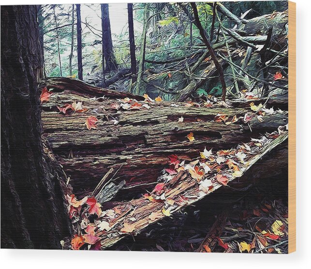 Trees Wood Print featuring the photograph Fall Forest #2 by Natasha Marco