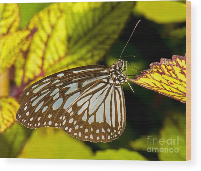 Nature Wood Print featuring the photograph Glassy Blue Tiger Butterfly #1 by Millard H. Sharp