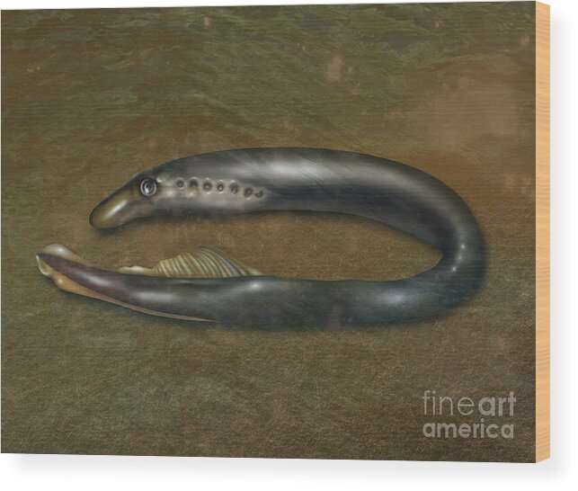 Nature Wood Print featuring the photograph Lamprey Eel, Illustration #2 by Gwen Shockey