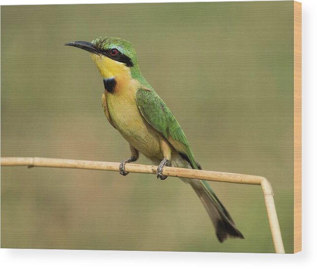 Africa Wood Print featuring the photograph Little Bee-eater #1 by Tony Camacho/science Photo Library