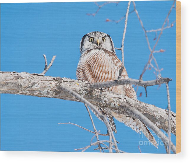  Wood Print featuring the photograph Northern Hawk Owl #1 by Cheryl Baxter