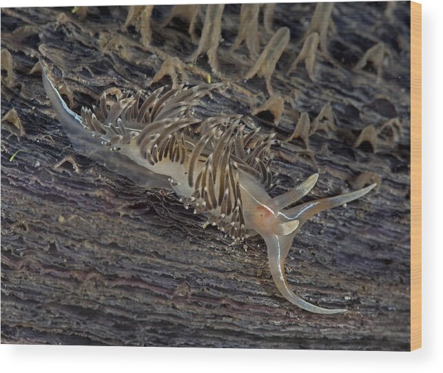 Scene Wood Print featuring the photograph Nudibranch Sitting On A Pen Shell #1 by Sandra Edwards