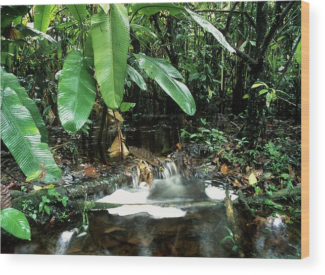 Stream Wood Print featuring the photograph Overflowing Amazonian Stream #1 by Dr Morley Read/science Photo Library