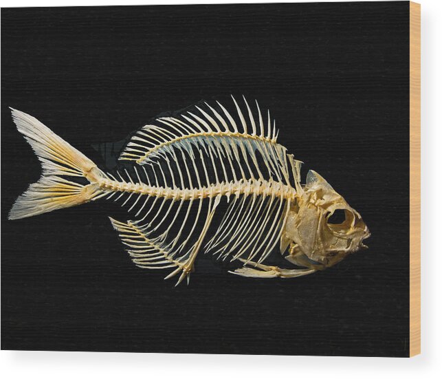Sheepshead Fish Skeleton #1 Wood Print