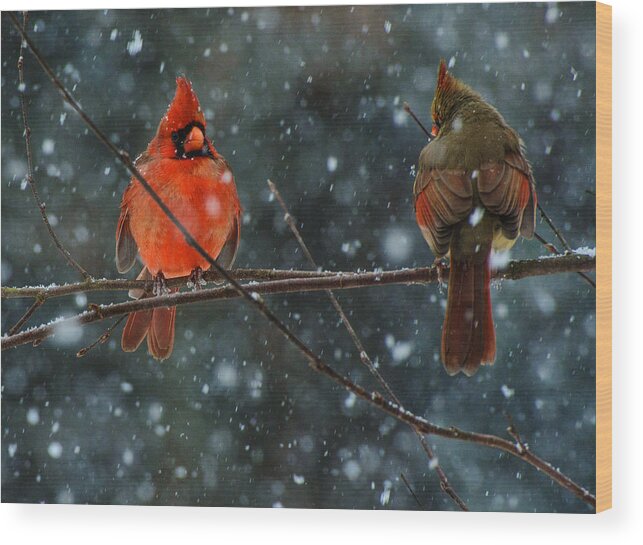 Male And Female Cardinals Framed Prints Wood Print featuring the photograph Soulmates by John Harding