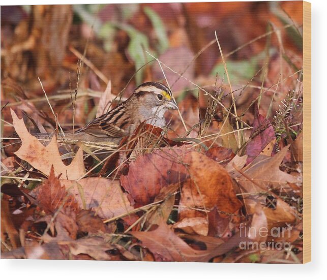 Nature Wood Print featuring the photograph White-throated Sparrow #15 by Jack R Brock