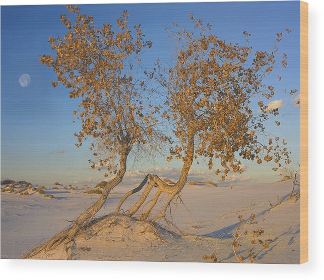 Mp Wood Print featuring the photograph Cottonwood in White Sands by Tim Fitzharris