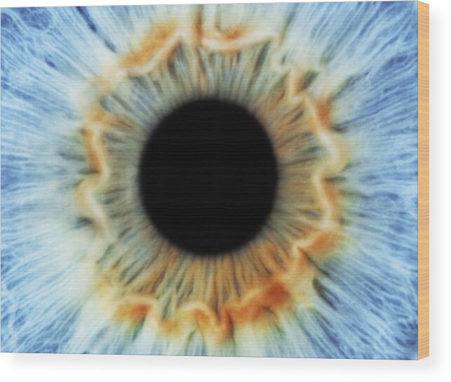 Eye Wood Print featuring the photograph Blue eye #2 by Science Photo Library