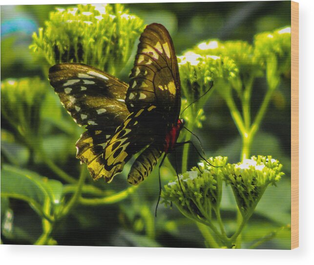 Butterfly Wood Print featuring the photograph Butterfly #2 by George Kenhan