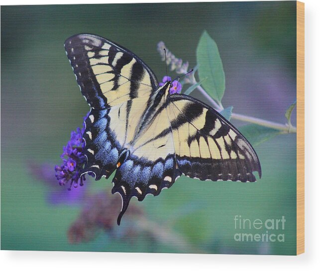 Butterfly Wood Print featuring the photograph Eastern Tiger Swallowtail Butterfly on Butterfly Bush #3 by Karen Adams