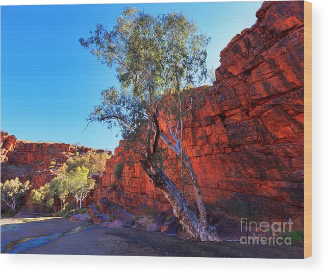 Trephina Gorge Outback Landscape Central Australia Water Hole Northern Territory Australian East Mcdonnell Ranges Wood Print featuring the photograph Trephina Gorge #3 by Bill Robinson