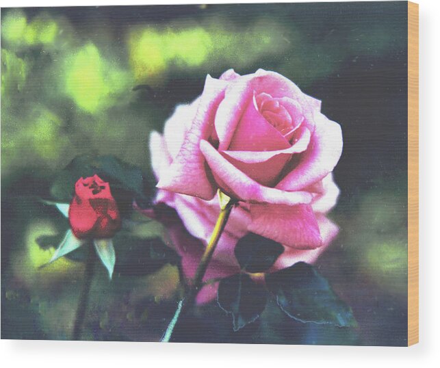 Pink Rose Wood Print featuring the digital art Rose #1 by Lizi Beard-Ward