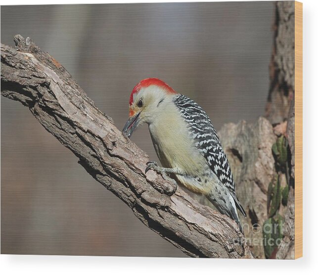 Nature Wood Print featuring the photograph Red-bellied Woodpecker #43 by Jack R Brock