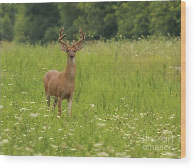 Nature Wood Print featuring the photograph White-tailed Deer #53 by Jack R Brock