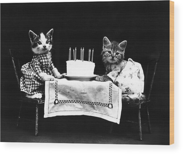 1914 Wood Print featuring the photograph Frees Kittens, C1914 #7 by Granger