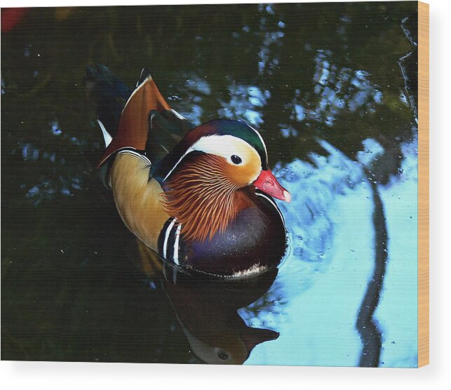 Duck Wood Print featuring the photograph Chinese Duck by Pavel Jankasek