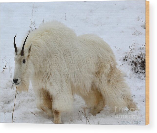 Mountain Goat Wood Print featuring the photograph A Beautiful Woman by Dorrene BrownButterfield