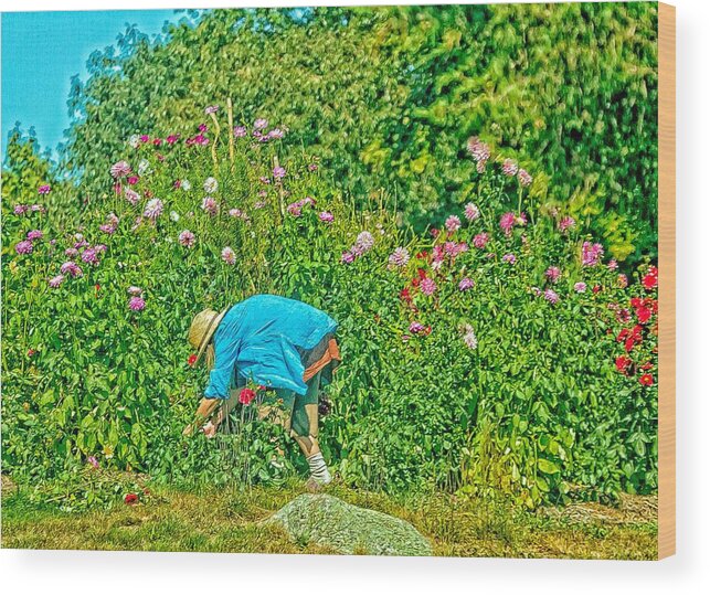 Cape Cod Wood Print featuring the photograph A Lady And Her Flower Garden by Constantine Gregory