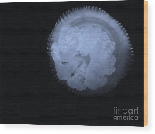 Jellyfish Wood Print featuring the photograph Abstract jelly by Brigitte Emme