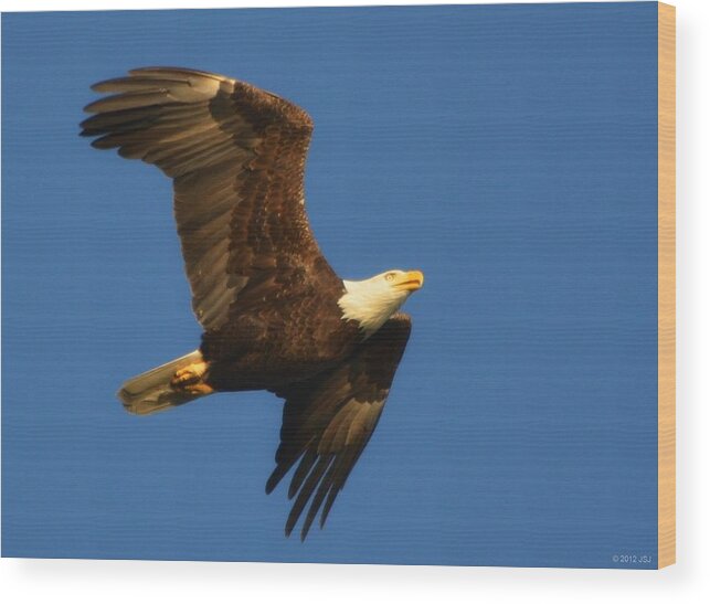 American Wood Print featuring the photograph American Bald Eagle Close-ups over Santa Rosa Sound with Blue Skies by Jeff at JSJ Photography