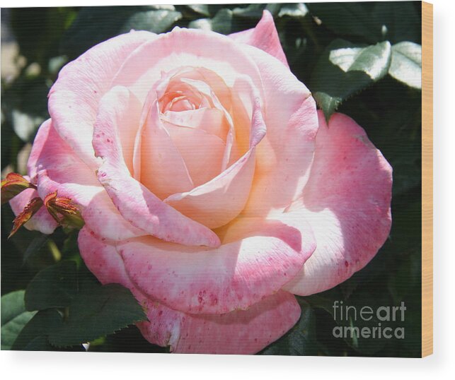 Rose Wood Print featuring the photograph American Beauty I by Christiane Schulze Art And Photography