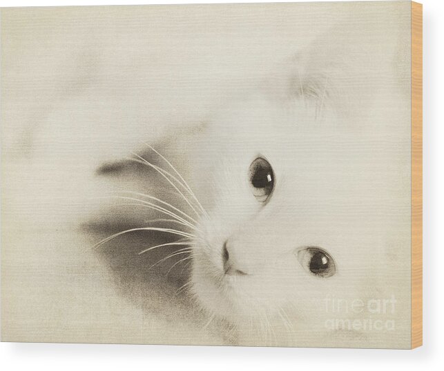 Cat Wood Print featuring the photograph Angel Baby by Pam Holdsworth