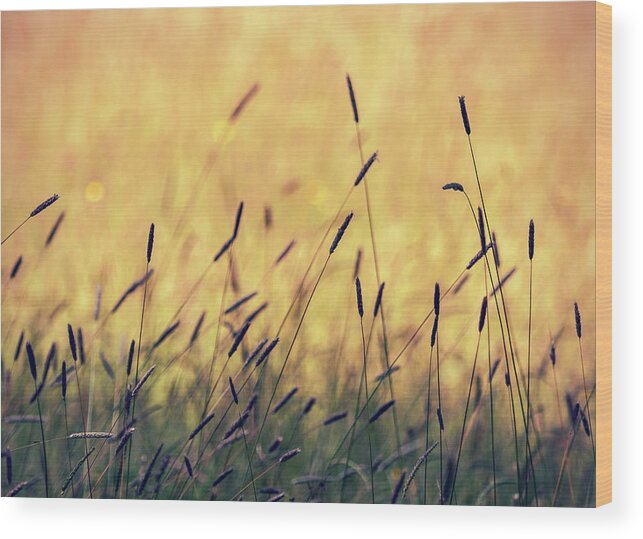 Grass Wood Print featuring the photograph Austria, Close Up Of Summer Grass by Westend61