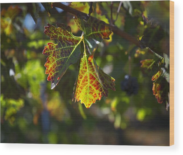 Leaf Wood Print featuring the photograph Autumn leaf by Patricia Dennis