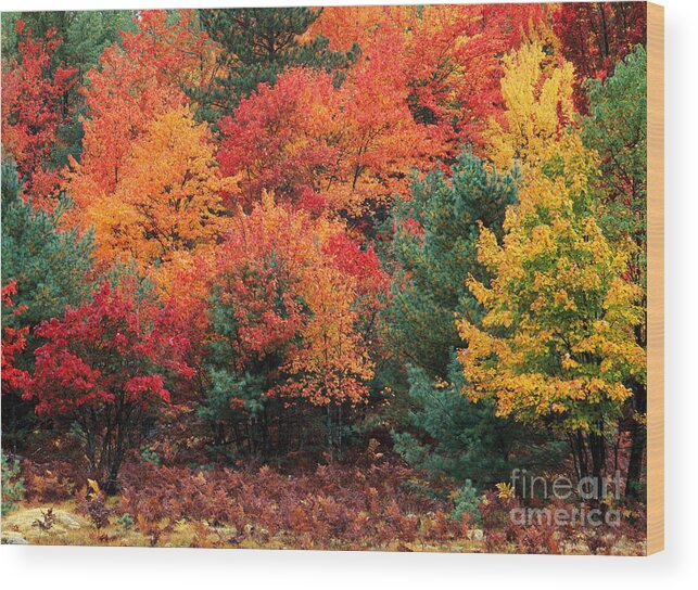 Landscape Wood Print featuring the photograph Autumn Maple Trees by Rod Planck