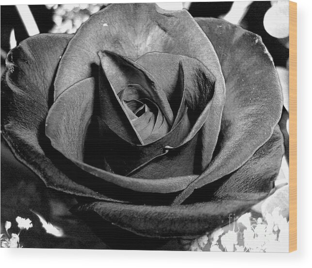 Awakened Wood Print featuring the photograph Awakened Black Rose by Nina Ficur Feenan