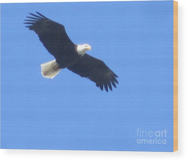 Bird Wood Print featuring the photograph Bald Eagle at Lake Rowena by Jeffrey Koss