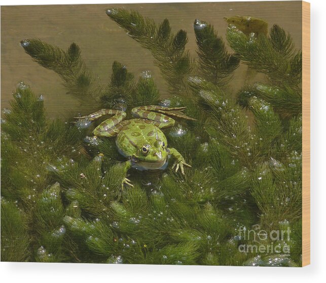 Frog Wood Print featuring the photograph Balkan Frog in stream by Phil Banks