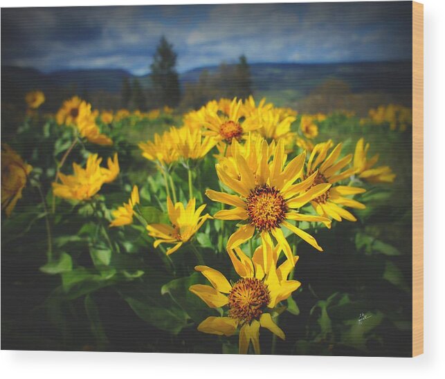 Balsamroot Wood Print featuring the photograph Balsamroot of The Gorge by TK Goforth