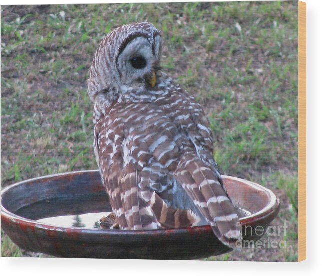 Barred Owl Wood Print featuring the photograph Barred Owl Taking a Dip by Jimmie Bartlett