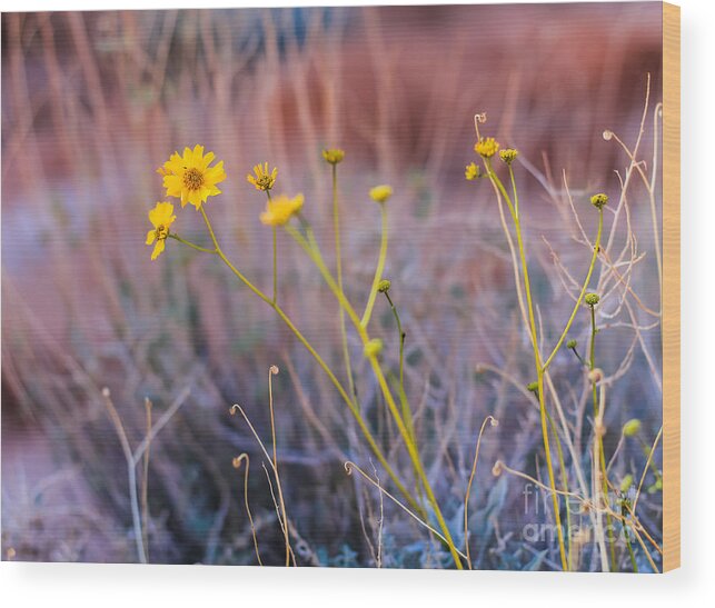 Flower Wood Print featuring the photograph Basking in the Sun by CJ Benson