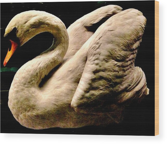 Iphonegraphy Wood Print featuring the photograph Beautiful Swan 331 by Angela Seager