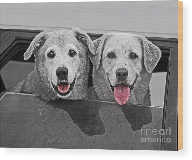 Buddies Wood Print featuring the photograph Best Buddies by Terri Mills
