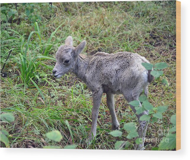 Big Horn Lamb Wood Print featuring the photograph Big Horn lamb by Frank Larkin