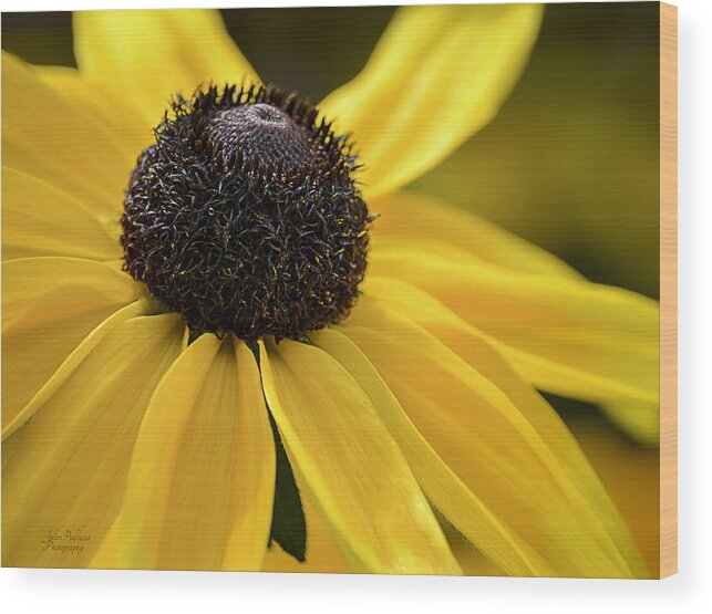 Black Eyed Susan Wood Print featuring the photograph Black Eyed Susan by Julie Palencia