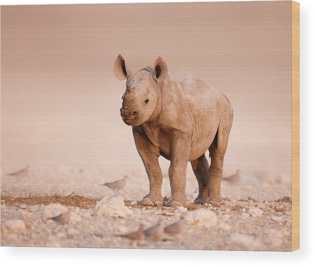 Wild Wood Print featuring the photograph Black Rhinoceros baby by Johan Swanepoel
