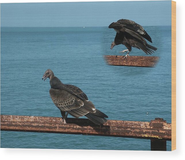 Black Vulture Wood Print featuring the photograph Black Vulture by R B Harper