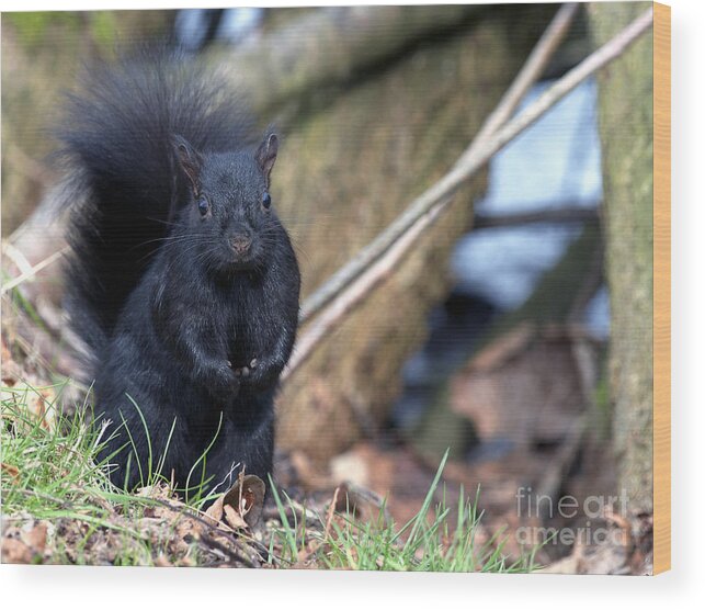 Black Squirrel Wood Print featuring the photograph Blackie by Sharon Talson