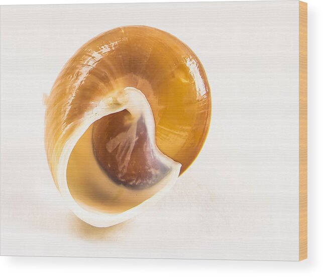 Shell Wood Print featuring the photograph Bottoms up by Jean Noren
