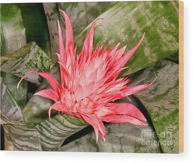 Nature Wood Print featuring the photograph Bromeliad Flower Aechmea by Millard H. Sharp