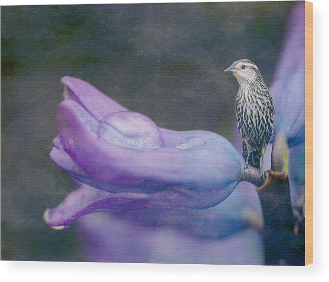 Brown Bird Wood Print featuring the photograph Brown Bird on a Purple Flower by Crystal Wightman