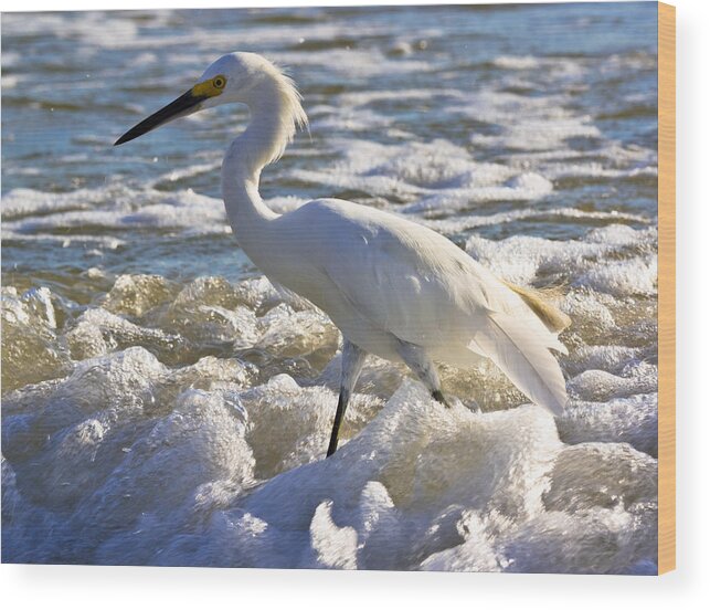 Beach Wood Print featuring the photograph Bubbles Around Snowy Egret by Ed Gleichman